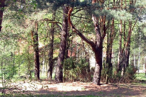 Działka na sprzedaż warszawski zachodni Leszno Wólka aleja Brzóz - zdjęcie 2