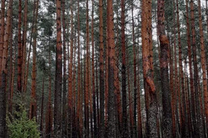 Działka na sprzedaż hajnowski Narewka Siemianówka - zdjęcie 3