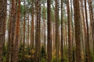 Działka na sprzedaż hajnowski Kleszczele Dobrowoda - zdjęcie 1