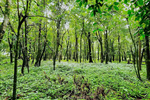 Działka na sprzedaż 15615m2 Palmira, Chiriquí - zdjęcie 1