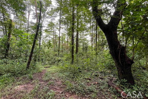 Działka na sprzedaż 40031m2 Lajas de Tolé - zdjęcie 2