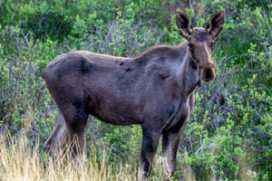 Działka na sprzedaż 243 Lost Stirrup Rd - zdjęcie 1