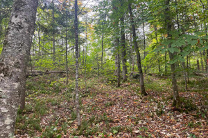 Działka na sprzedaż Mtée du Lac-Noir, Sainte-Marguerite-du-Lac-Masson, QC J0T1L0, CA - zdjęcie 2