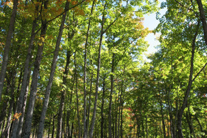 Działka na sprzedaż Ch. du Multi-Bois, Petite-Rivière-Saint-François, QC G0A2L0, CA - zdjęcie 3