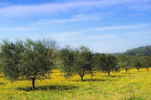 Działka na sprzedaż Beja Alvito Alvito - zdjęcie 1