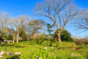 Działka na sprzedaż 1760m2 X86V+62, Guanacaste Province, Nosara, Costa Rica - zdjęcie 1