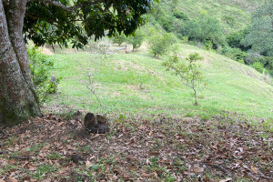 Działka na sprzedaż Santa Inés, Yumbo, Valle del Cauca, Colombia - zdjęcie 1