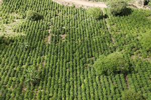 Działka na sprzedaż Morales, Cauca, Colombia - zdjęcie 3