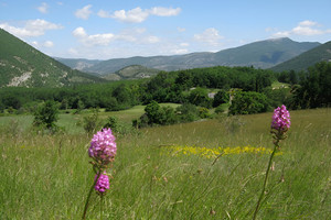 Dom na sprzedaż 1000m2 - zdjęcie 2