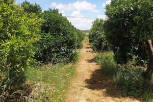 Komercyjne na sprzedaż 77m2 Faro Silves Faro, Silves, Alcantarilha e Pêra, Portugal - zdjęcie 3