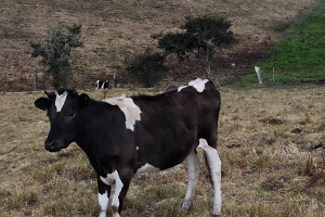 Dom na sprzedaż 120m2 Sibaté, Cundinamarca, Colombia - zdjęcie 3