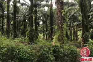 Działka na sprzedaż Phang Nga, Phang Nga, Thailand - zdjęcie 2