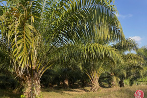 Działka na sprzedaż Phang Nga, Phang Nga, Thailand - zdjęcie 1