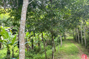 Działka na sprzedaż Phang Nga, Phang Nga, Thailand - zdjęcie 1