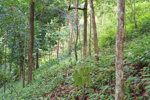 Działka na sprzedaż Phang Nga, Phang Nga, Thailand - zdjęcie 3