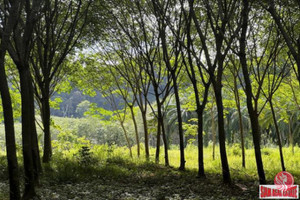 Działka na sprzedaż Sai Thai, Krabi, Thailand - zdjęcie 1