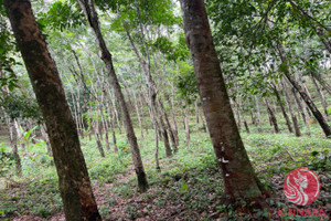 Działka na sprzedaż Phang Nga, Phang Nga, Thailand - zdjęcie 3