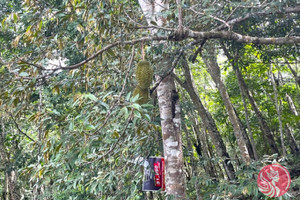 Działka na sprzedaż Phang Nga, Phang Nga, Thailand - zdjęcie 3