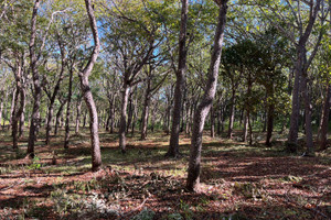 Działka na sprzedaż 66V3+H83, Guanacaste Province, Tamarindo, Costa Rica - zdjęcie 1