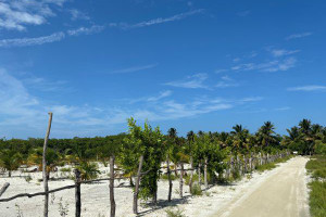 Działka na sprzedaż 5250m2 1743 Playa Asuncion, Caye Caulker, Belize - zdjęcie 2