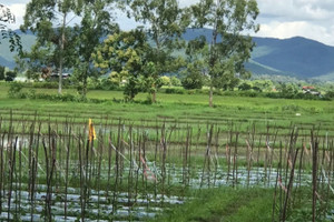 Działka na sprzedaż San Kamphaeng, Chiang Mai, Thailand - zdjęcie 3