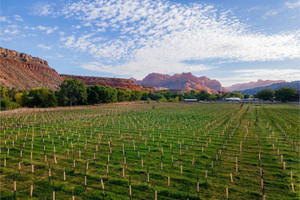 Dom na sprzedaż 20639m2 Mindira Vineyard - Lot  - zdjęcie 3