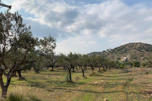 Działka na sprzedaż 7535m2 Alexandrou Gini - zdjęcie 1