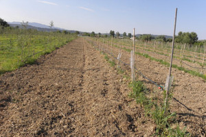 Działka na sprzedaż 18000m2 Epar.Od. Platanou-Lambias - zdjęcie 2