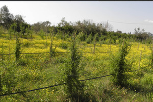 Działka na sprzedaż 18000m2 Epar.Od. Platanou-Lambias - zdjęcie 1