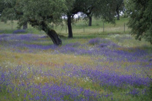 Działka na sprzedaż Portalegre Monforte - zdjęcie 2